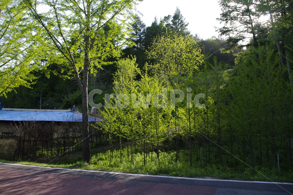 초록,신록,잎,나무,식물,plant,자연,nature,빛,자연,풍경,nature,landscape,tree