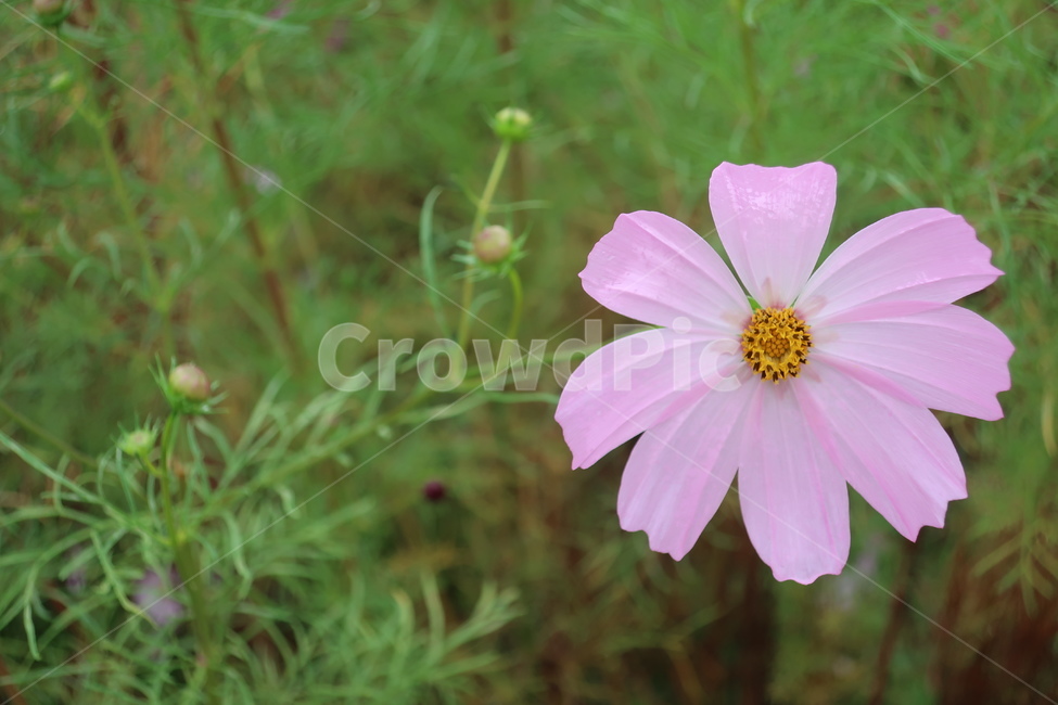 가을,풍경,코스모스,꽃,분홍,꽃잎,식물,자연,cosmos,감성,가을,계절,fall,autumn,season,식물,자연,plants,nature,꽃,flower,plant