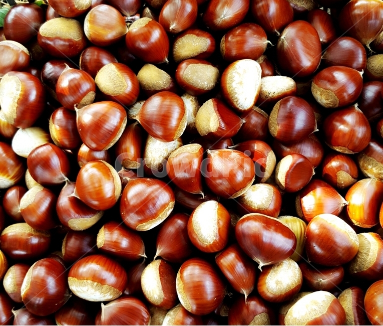 밤,알밤,밤송이,식물,plant,콩류,견과류,beans,pulse,nuts,dry fruits