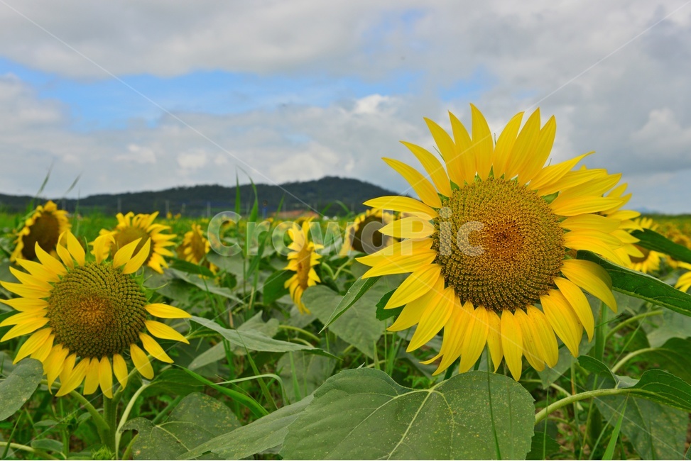 plant,식물,flower,blossom,꽃,sunflower,해바라기,날씨,구름,하늘,해남,마산,간천지,간척지해바라기밭,해바라기밭,마산해바라기밭