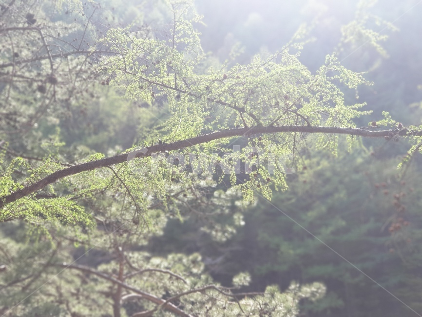 자연,숲,나무,공기,아침