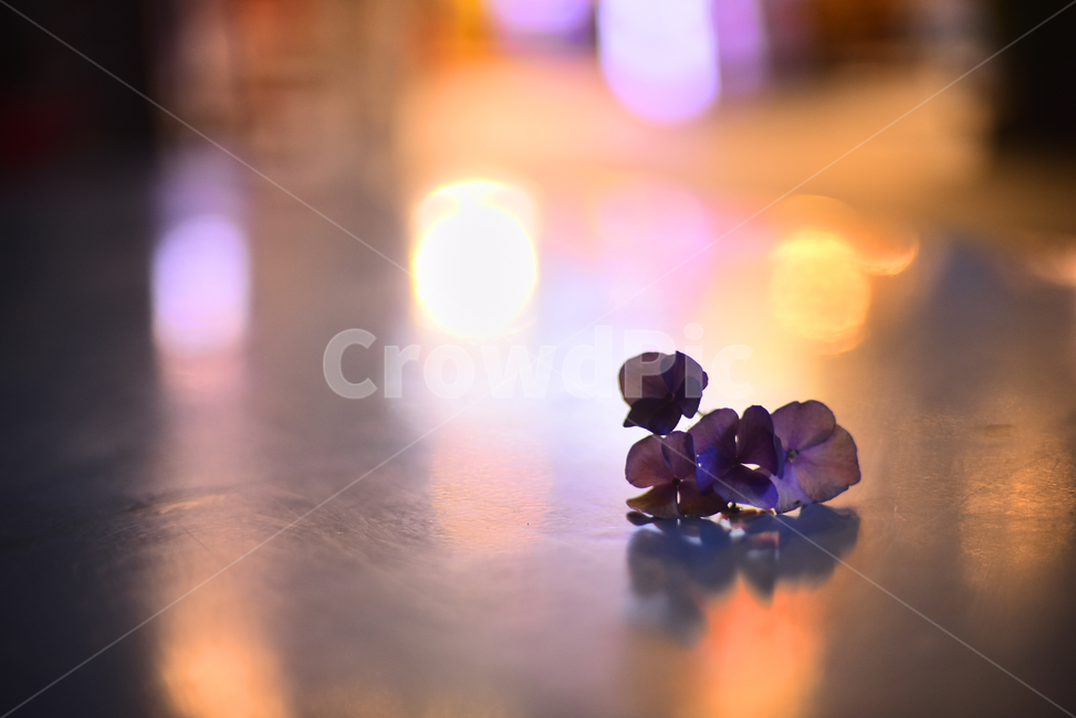 야간,빛망울,꽃,수국꽃,불빛,조명,테이블,night,bokeh,보케,분위기,느낌,필,감성,백그라운드,바탕,배경,feeling,sensible,emotional,flowers,background,purple,퍼플,보라색꽃