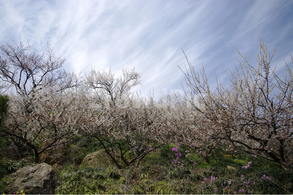 매화,나무,하늘,파란하늘,꽃봉오리,봄,봄날,봄풍경,봄꽃,감성,spring,flower,봄길,산책,봄나들이,식물,꽃,초록,진달래,언덕,봄,계절,spring,season,자연,풍경,nature,landscape,plant