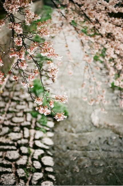 벚꽃,벚나무,cherryblossom,봄,4월,꽃,식물,자연,풍경,꽃잎,나무,sakura,spring,flower,봄,계절,spring,season,식물,자연,plants,nature,꽃,flower,감성,sensible,feeling,plant,blossom,cherry blossom