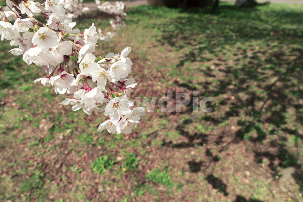 벚꽃,봄,봄나들이,공원,spring,cherryblossom,도시벚꽃,벚꽃축제,봄꽃