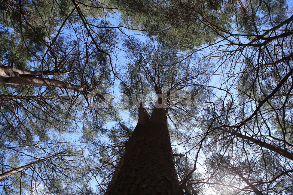tree,나무,plant,식물,treetrunk,나무줄기,숲