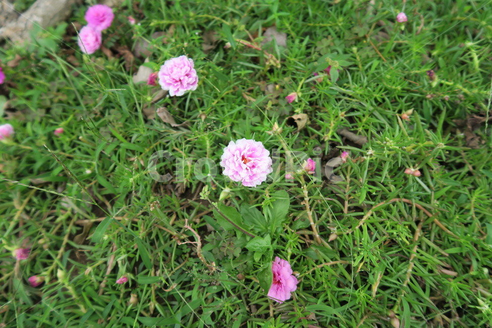 꽃,분홍꽃,핑크꽃,들꽃,잔디,식물,자연,plants,nature,꽃,flower