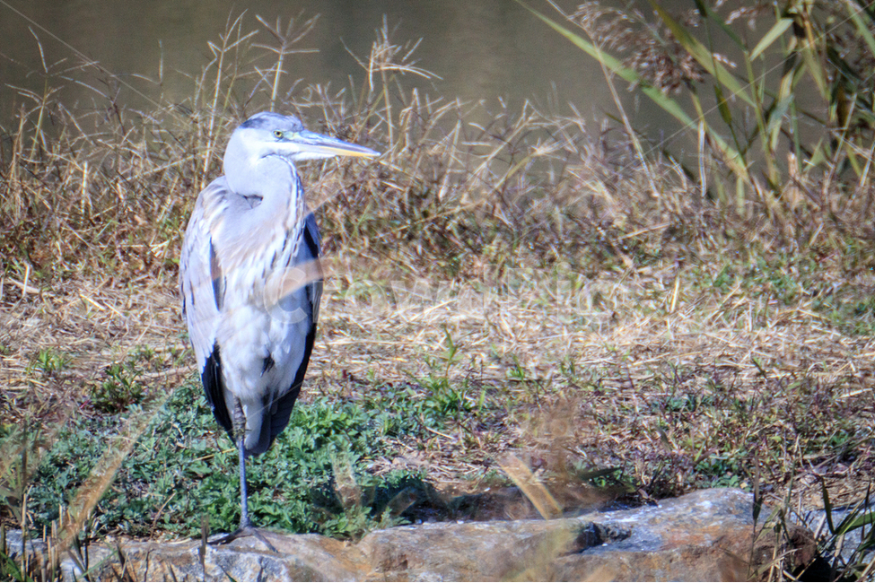 왜가리,자연,새,홀로서기,갈대습지공원,동물,animal,조류,새,birds