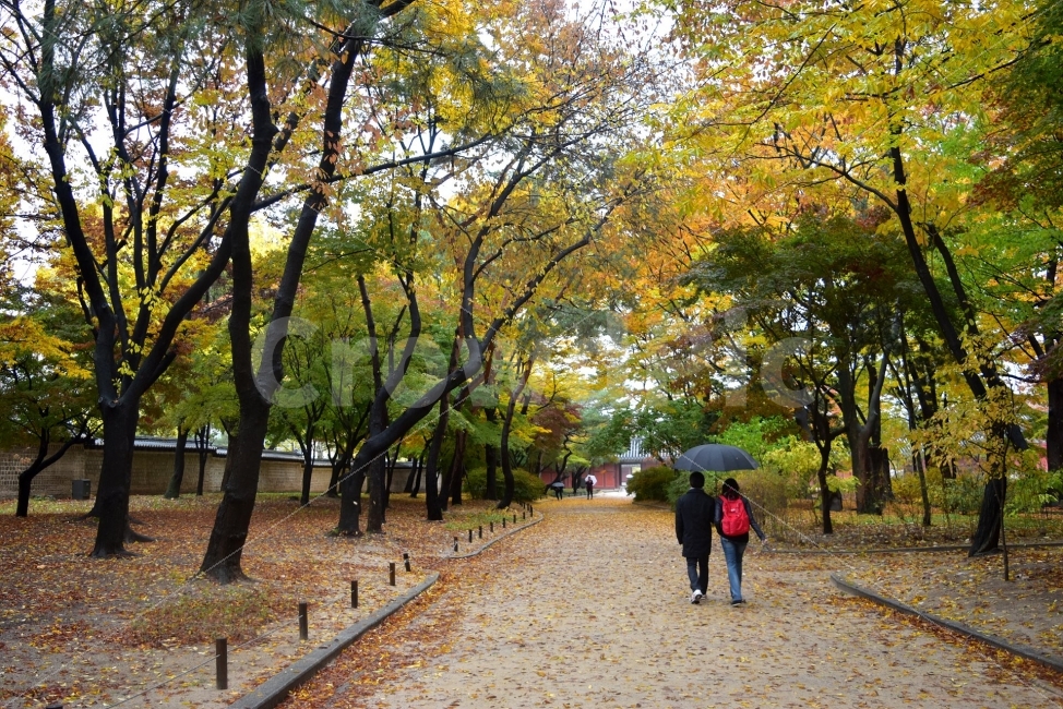 창경궁,가을,단풍,풍경,고궁,서울,낙엽,도심지,명소,자연,비경,단풍나무,자연,풍경,nature,landscape,가을,계절,fall,autumn,season,사람,인물,인간,human,person,path,통로,tree,나무,plant,식물,walkway,보도,outdoors,옥외