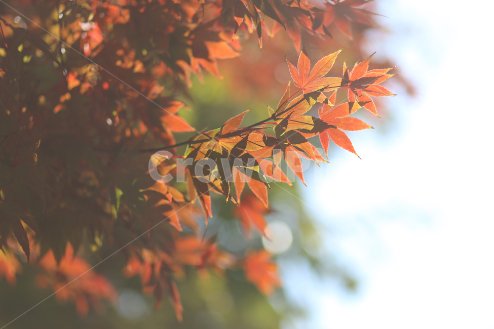 maple,단풍,가을,fall,autumn,단풍나무,tree,잎,leaf,나무,가을,계절,fall,autumn,season