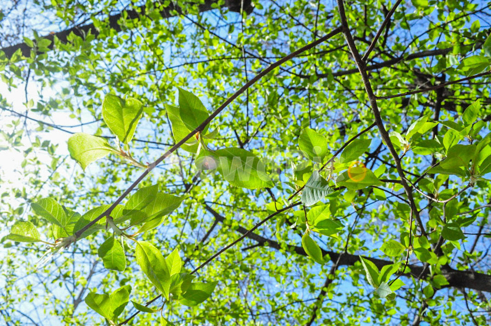 plant,식물,tree,나무,leaf,잎,sunshine,햇빛,햇쌀,식물,자연,plants,nature,나무,trees,wood