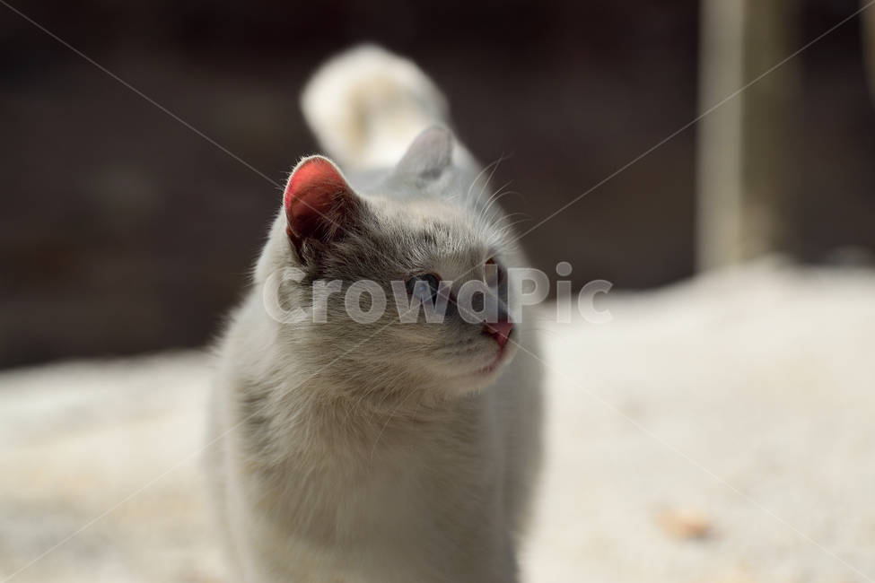고양이,반려묘,오드아이,동물,하얀,흰색,동물,animal,포유류,mammal,고양이,cat,kitten,kitty
