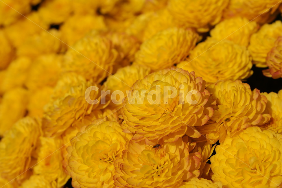 국화,가을,노란꽃,소국,노랑,국화꽃,10월,yellow,flower,blossom,가을꽃,autumn,fall,만개,식물,plant,식물,자연,plants,nature,꽃,flower