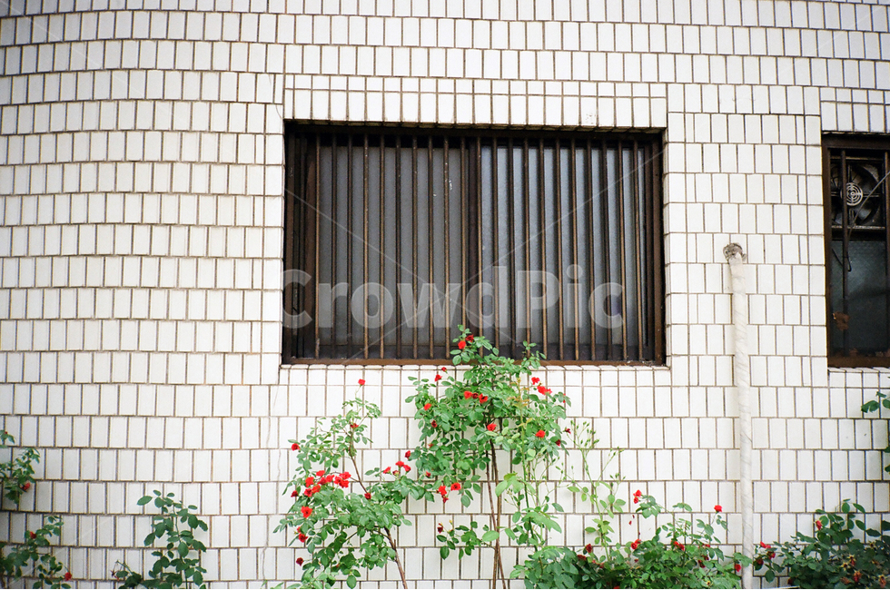 장미,타일벽,창문,창살,흰벽,장미덩쿨,필름,필름사진,식물,자연,plants,nature,꽃,flower,빈티지사진,빈티지느낌,빈티지감성,vintage