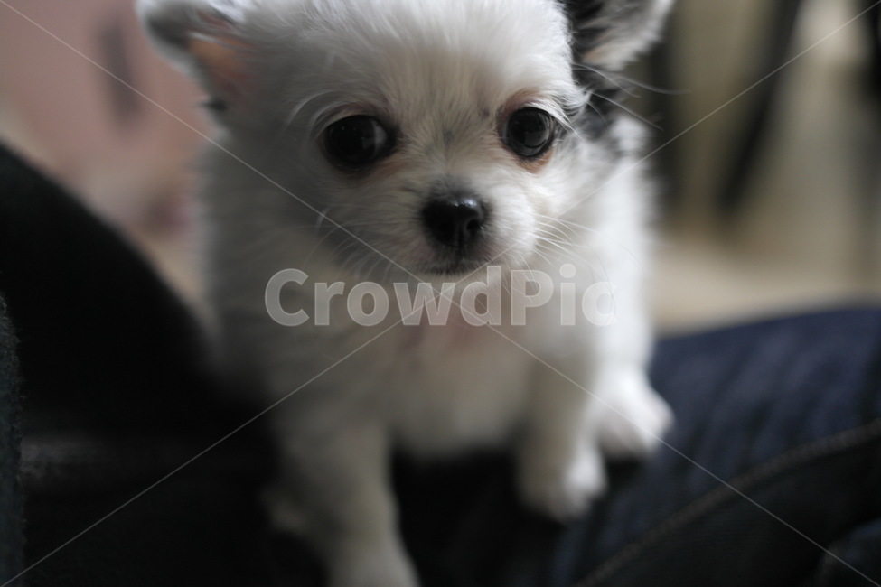 강아지,장모치와와,개,댕댕이,동물,동물,animal,포유류,mammal,개,강아지,dog,doggy