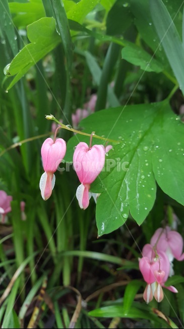 꽃,방울,핑크,초록,자연,산책,식물,자연,plants,nature,꽃,flower