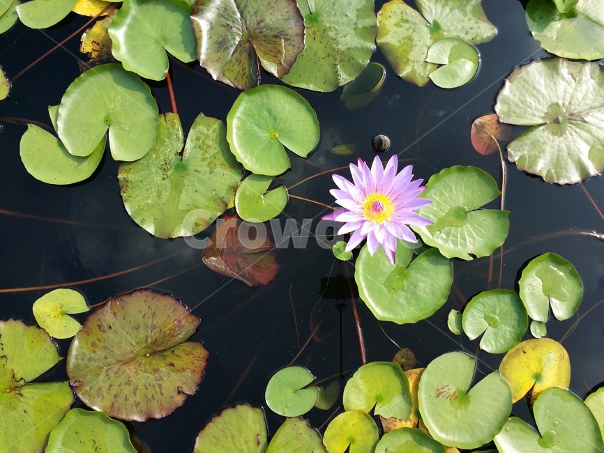 연꽃,자연,꽃,식물,연꽃잎,연못,풀,flower