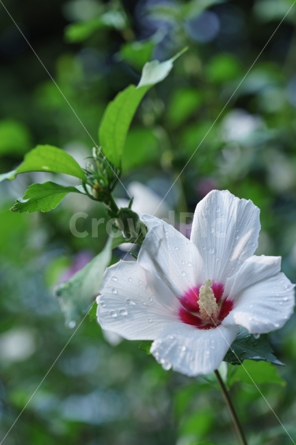 무궁화,꽃,비,한국,식물,자연,식물,자연,plants,nature,꽃,flower