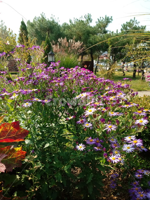 아스타,aster,plant,flower,식물,꽃,blossom,식물,자연,plants,nature