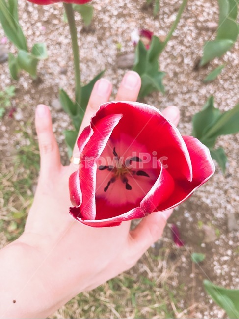 꽃반지,꽃,손,봄,빨간꽃,꽃,flower