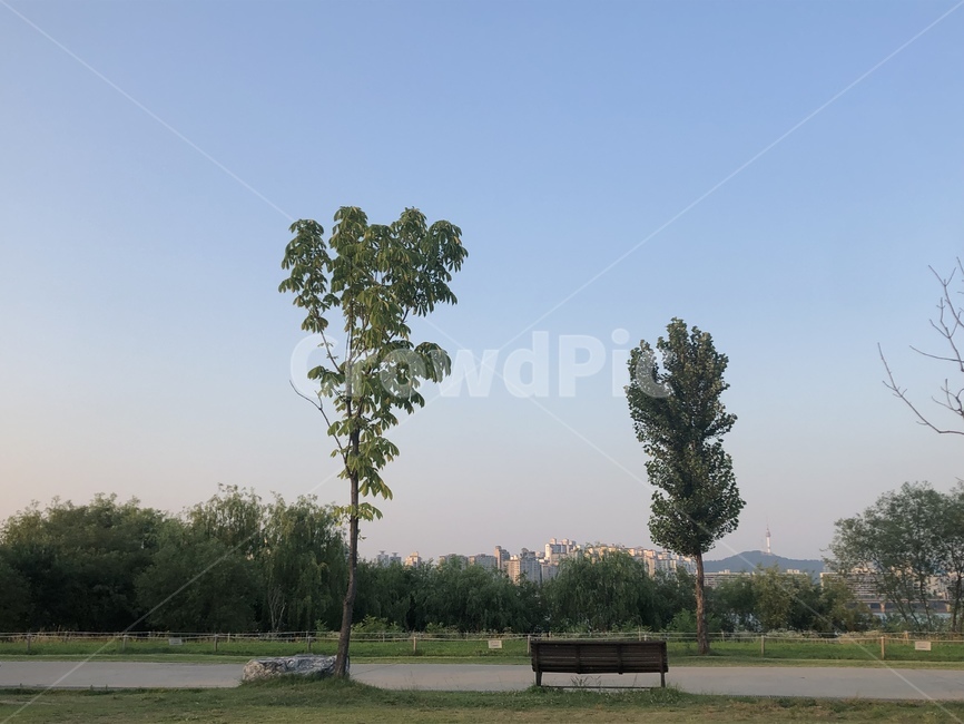 식물,나무,tree,가구,잔디