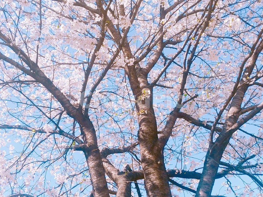 나무,봄,벚꽃,cherryblossoms,꽃