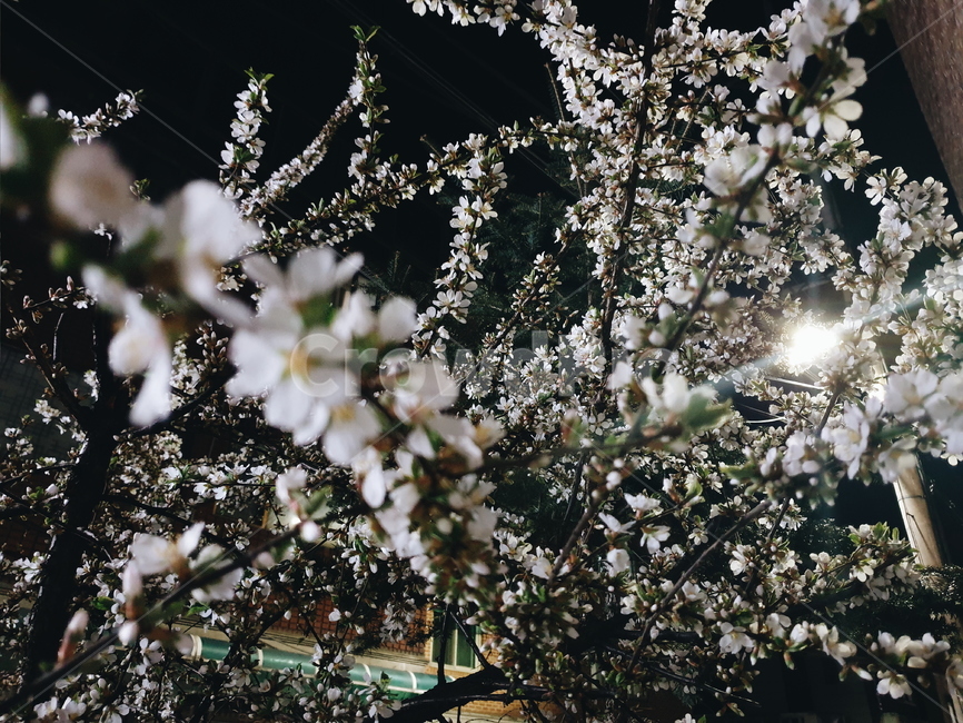 길,벛꽃,밤하늘,봄,감성,봄,계절,spring,season,야경,밤,풍경,nightscape,night,landscape,plant,식물
