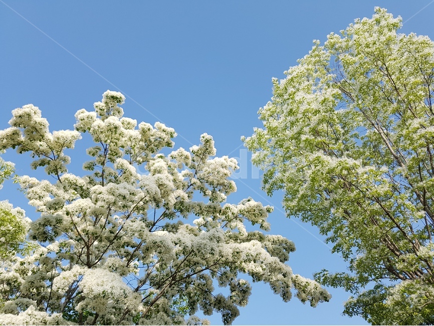 이팝나무,쌀나무,신목,물푸레나무,하얀꽃,봄꽃,가로수,식물,자연,plants,nature,꽃,flower