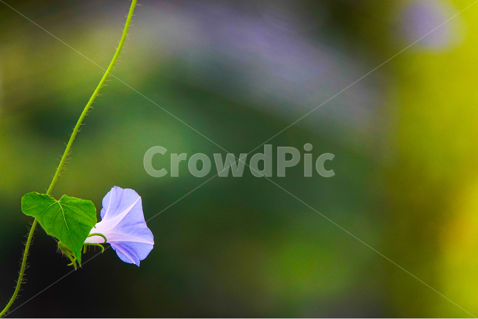 꽃,flower,plant,식물,나팔꽃,여름,잎새,줄기,식물,자연,plants,nature,꽃,flower