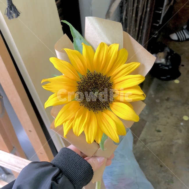 꽃,해바라기,손,노란꽃,일상,선물,노란색,노랑색,봄,해바라기꽃,왼손,꽃집,꽃,flower