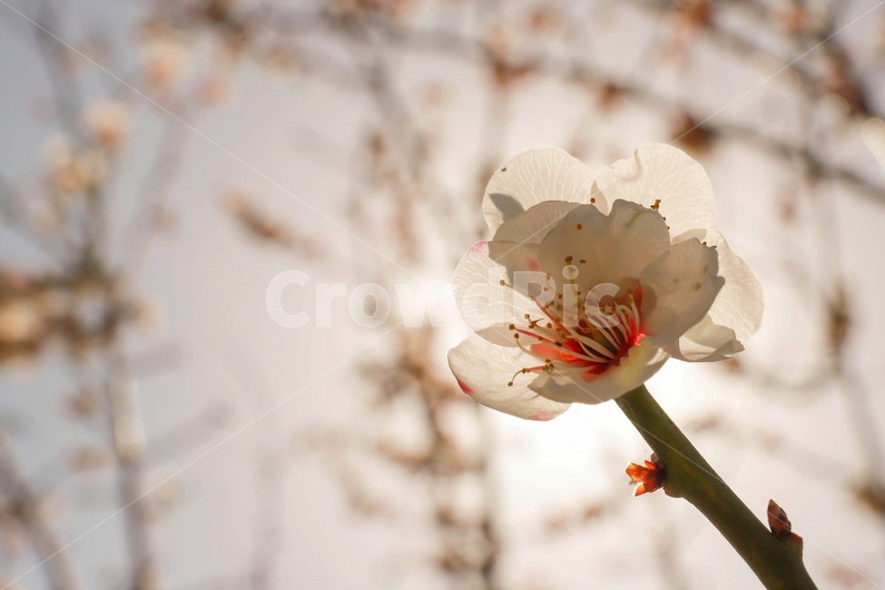 매화,꽃,역광,봄,식물,나뭇가지,따뜻함,spring,flower,plant,nature,식물,자연,plants,nature,꽃,flower