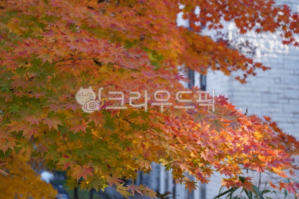 단풍,단풍나무,빨간잎,가을,단풍잎,나무,빨강