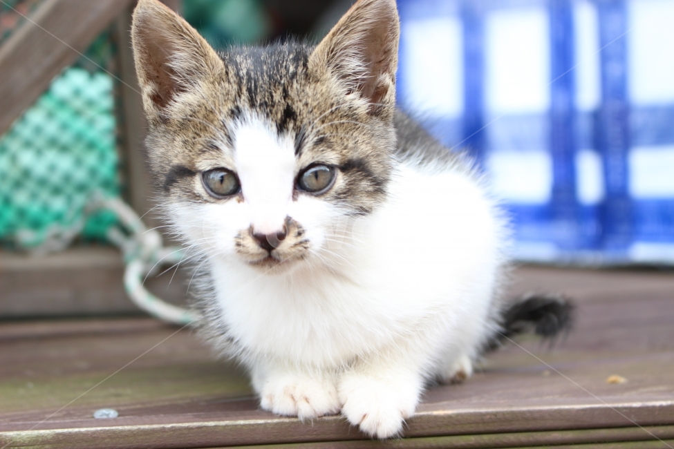 냥이,고양이,여수,향일암고양이,향일암,회색아기고양이,동물,동물,animal,포유류,mammal,고양이,cat,kitten,kitty