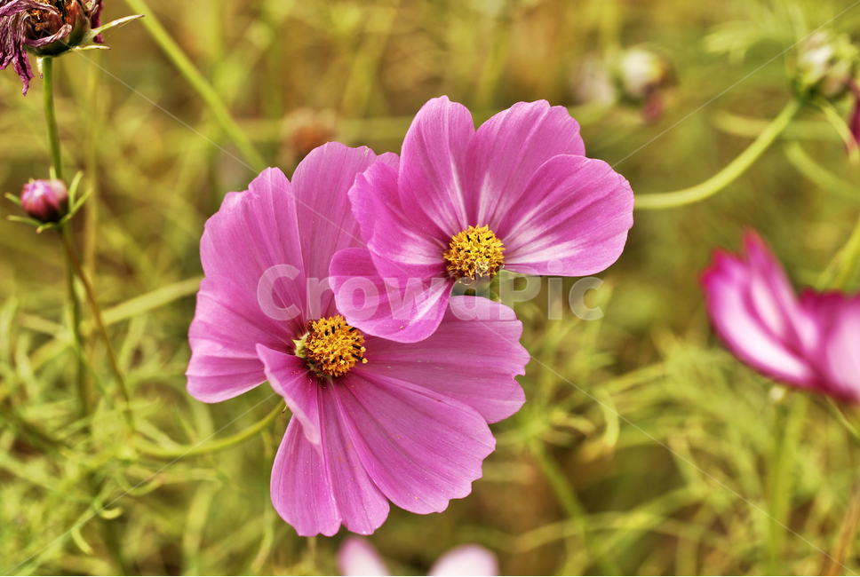 코스모스,가을,계절,꽃,식물,야생화,꽃밭,핑크,분홍색,식물,자연,plants,nature,꽃,flower