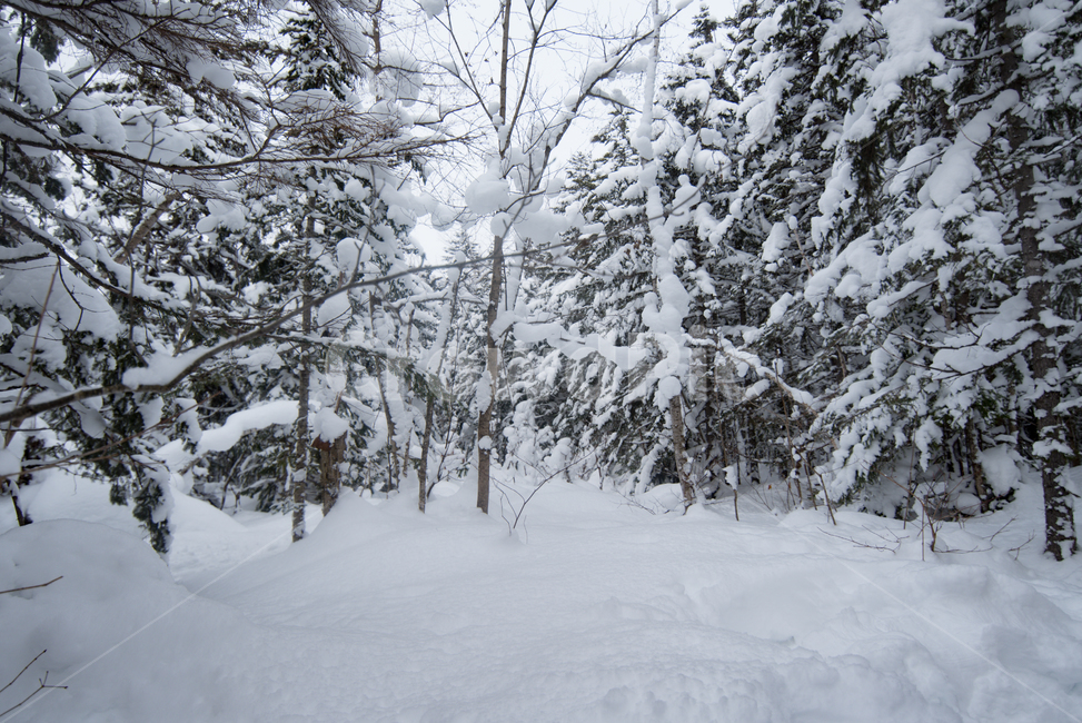 하늘,눈밭,겨울,눈,나무,흰색,겨울풍경,풍경,tree,nature,자연,outdoors,옥외,plant,식물,雪,空,ツリー,自然,冬,winter,겨울,계절,winter,season,자연,풍경,nature,landscape