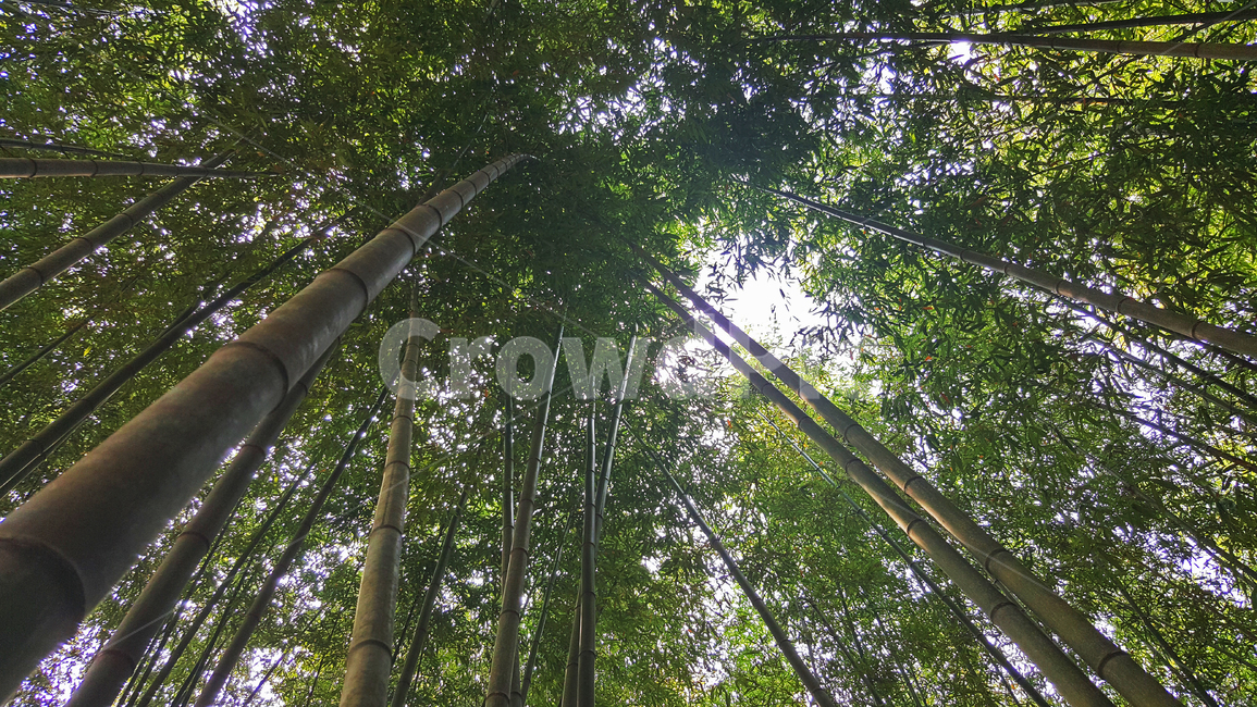 대나무,숲,감성,색감,초록,bamboo,forest,colored,green
