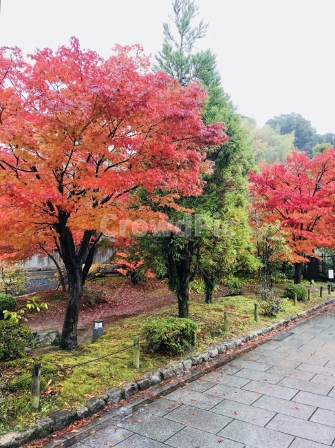 나무,단풍,가을,거리,숲,골목,빨강,tree,fall,maple,가을,계절,fall,autumn,season,식물,자연,plants,nature,나무,trees,wood,plant