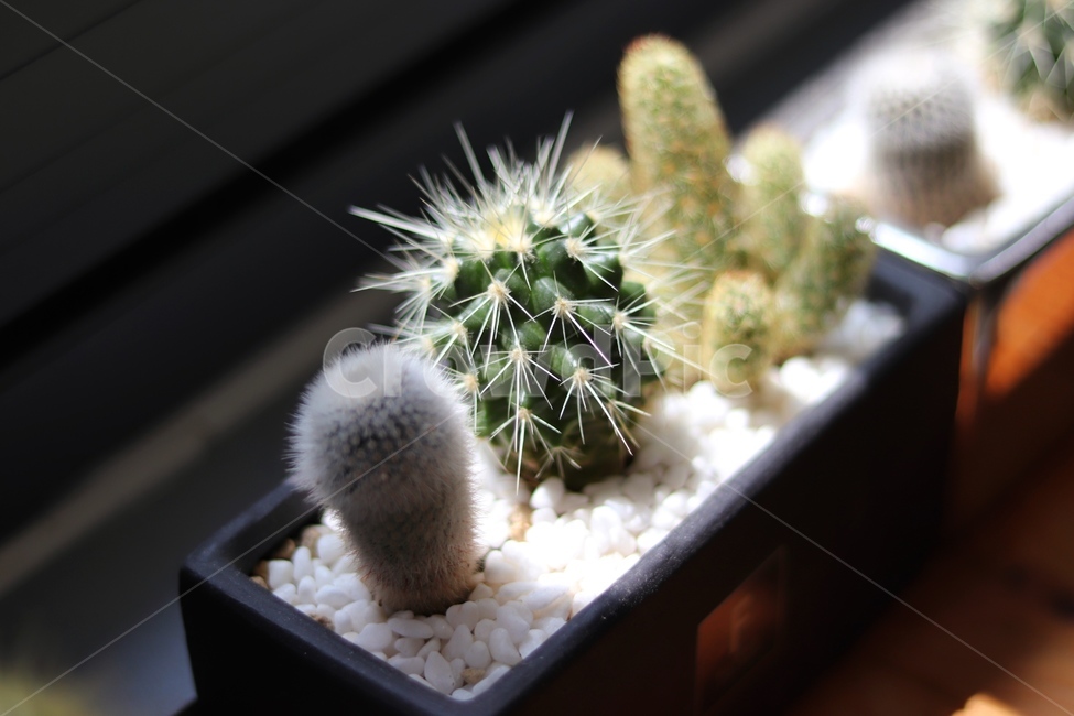 자연,식물,선인장,감성,빛,따뜻한,식물,자연,plants,nature,실내용화초,화분,화초,house plant,감성,sensible,feeling