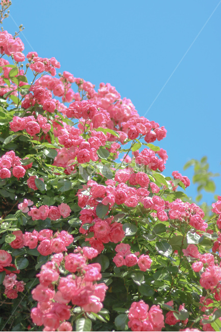 장미,꽃,봄,5월,장미사진,식물,자연,plants,nature,꽃,flower,감성,sensible,feeling,색깔,색상,색채,색감,color sense,color sensitivity,feeling of color