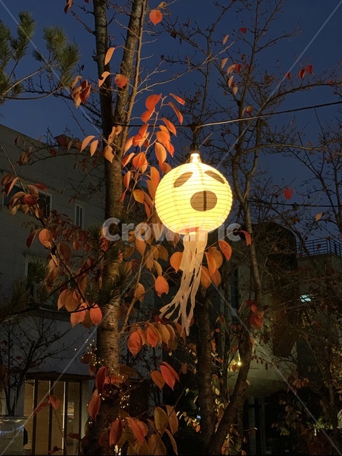 할로윈,할로윈호박,할로윈펌킨,잭오랜턴,할로윈호박등,호박등,조명,펌킨,귀신,할로윈축제,할로윈풍경,halloween,jackolantern,pumpkin,ghost,lantern