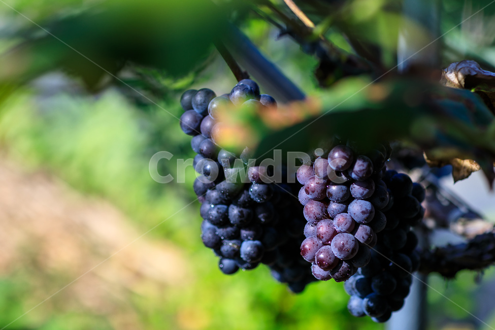 포도,수확,가을,포도나무,과일,포도원,익은,열매,농촌,과일,열매,fruit,산업,industry,industrial,농업,농사,agriculture,farming,farming industry