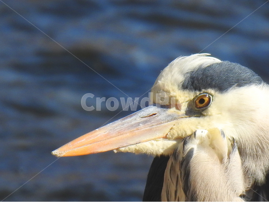동물,새,외가리,자연,animal,동물,animal,조류,새,birds