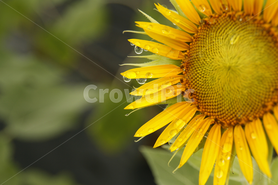 해바라기,여름,해바라기꽃,식물,해바라기씨,꽃잎,이슬,여름,계절,summer,season,가을,fall,autumn,식물,자연,plants,nature,꽃,flower,plant,blossom