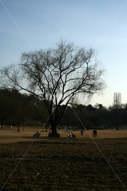 올림픽공원,공원,겨울,나무,잔디,풍경,자연,풍경,nature,landscape,사람들,대중,군중,other people,crowd,tree,plant,식물,tree trunk,나무 줄기,bench,벤치