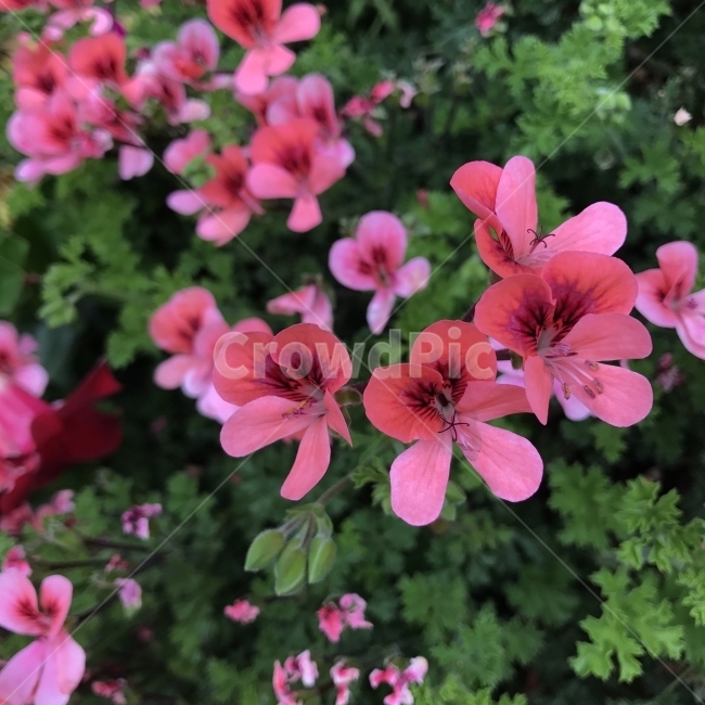 랜디제라늄,페라고늄랜디,랜디,펠라고늄,PelargoniumRandy,ScentedGeranium,쥐손이풀과,열대성초화,PelargooniumAngelEyesRandy,열대꽃,식물,꽃,선홍색꽃,Flower,식물,자연,plants,nature,꽃,flower