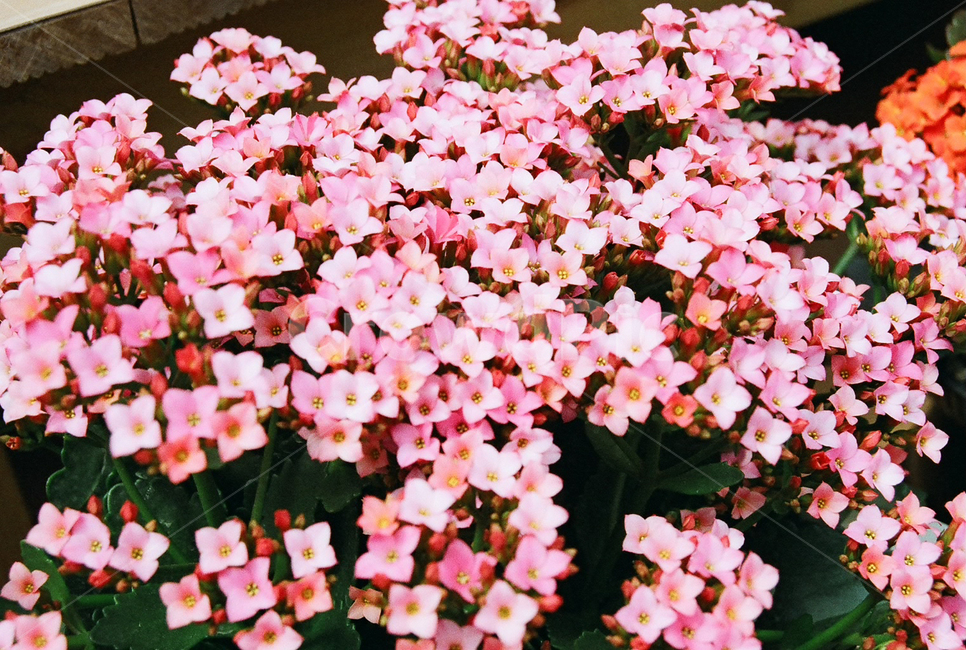 꽃,분홍,필름,화분,식물,자연