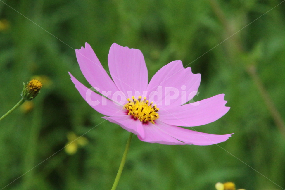 코스모스,꽃,야생화,가을꽃,cosmos,가을,계절,fall,autumn,season,식물,자연,plants,nature,꽃,flower,plant