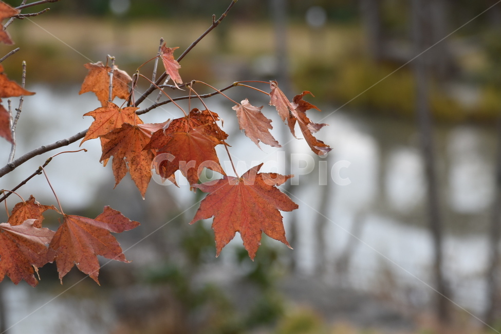가을,낙옆,단풍잎,단풍나무,쓸쓸함,가을,계절,fall,autumn,season,leaf,잎,plant,식물,tree,나무