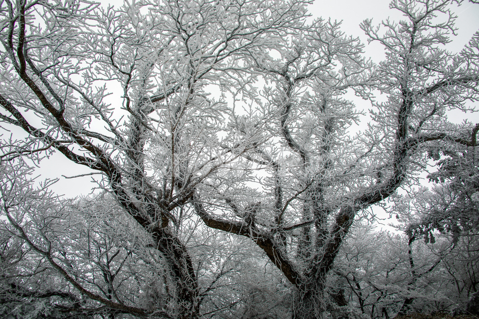 눈,설경,한라산설경,풍경,snow,landscape,1100고지,겨울,계절,winter,season,자연,풍경,nature,landscape,식물,plants,나무,trees,wood,outdoors,옥외,frost,서리