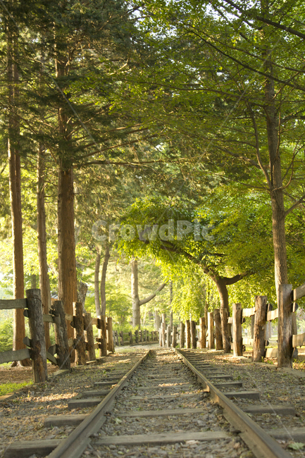 숲,숲속,자연,식물,녹색,그린,초록색,나미나라,남이섬,한국,대한민국,울타리,난간,나무,우드,기찻길,길,도로,철로,철길,기차길,오래된,퍼스펙티브,공원,실외,야외